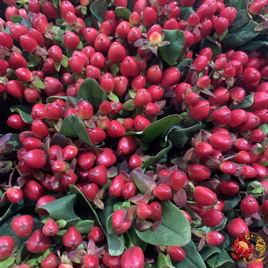 Wholesale Hypericum | Buy Fresh Cut Flowers in Bulk | Johannesburg
