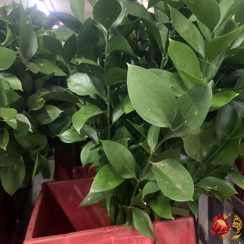 Wholesale Ruscus | Buy Fresh Cut Flowers in Bulk | Johannesburg