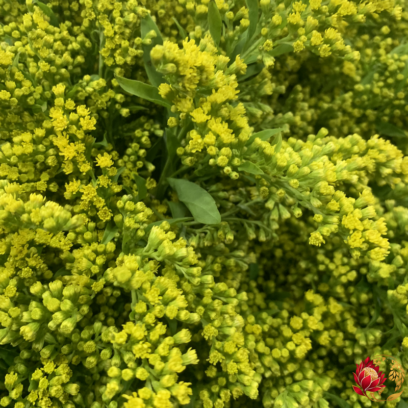 Wholesale Solidago | Buy Fresh Cut Flowers in Bulk | Johannesburg