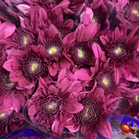 Fournisseur de fleurs en gros