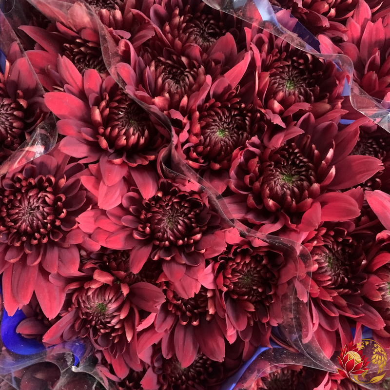 Wholesale Red Double Spray | Buy Fresh Cut Flowers in Bulk | Johannesburg