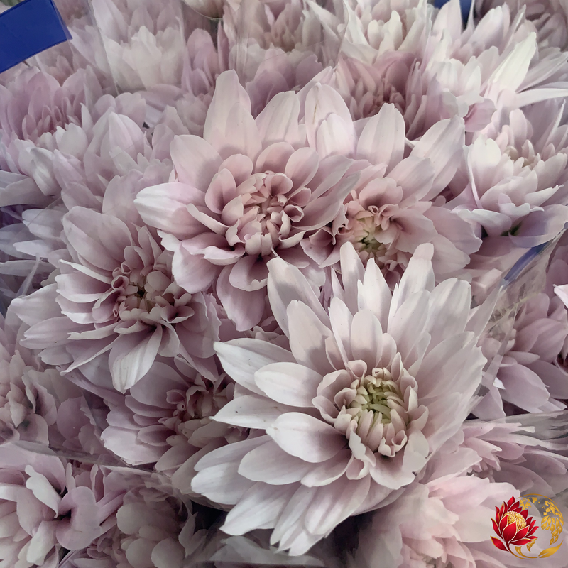 Wholesale Pink Double Spray | Buy Fresh Cut Flowers in Bulk | Johannesburg