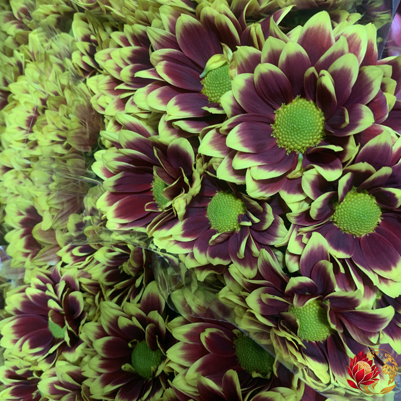 Wholesale Yellow Fire Spray | Buy Fresh Cut Flowers in Bulk | Johannesburg