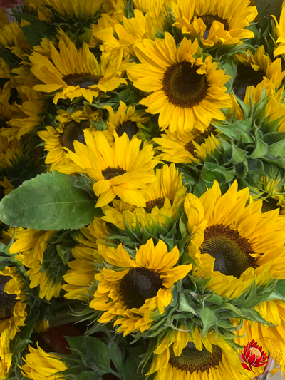 Fleurs de remplissage en gros