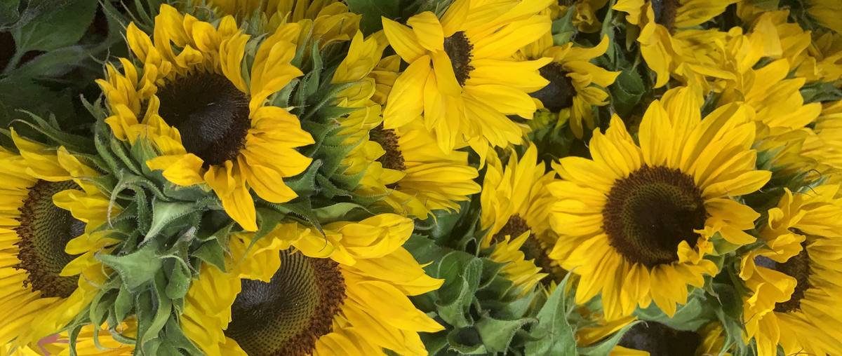 Wholesale Fresh Greenery – Dias Wholesale Flowers