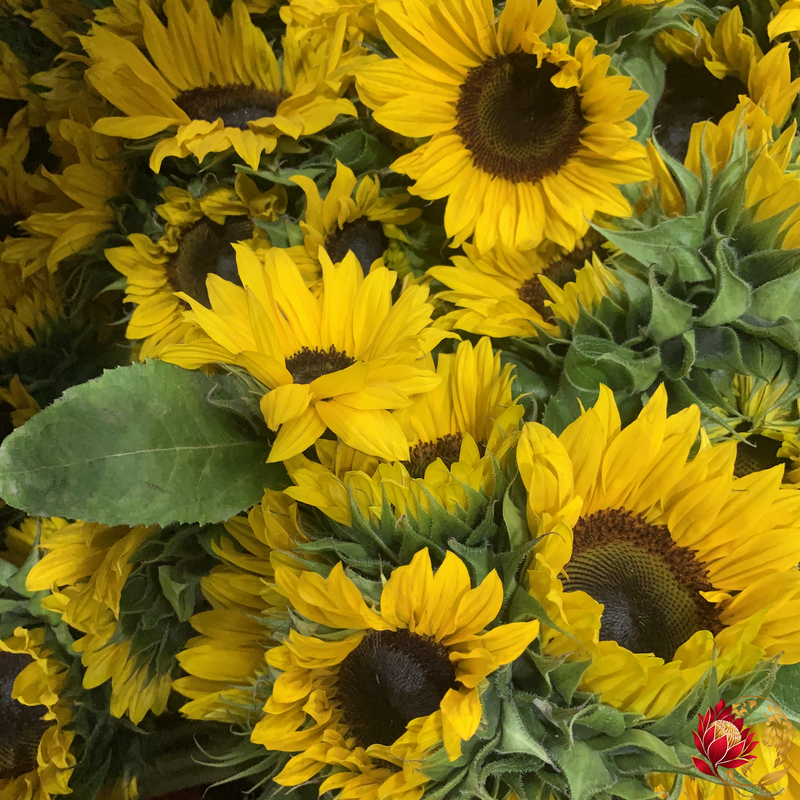 Wholesale Sunflowers | Buy Fresh Cut Flowers in Bulk | Johannesburg