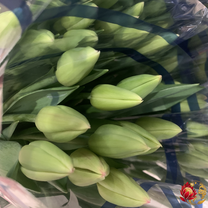 Wholesale Tulips | Buy Fresh Cut Flowers in Bulk | Johannesburg