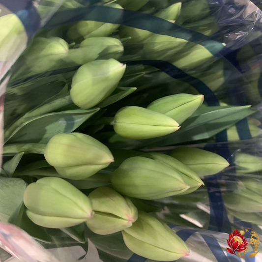 Tulipas no Atacado | Compre Flores Frescas em Massa | Joanesburgo