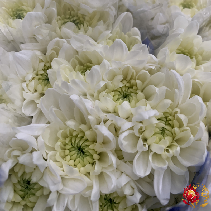 Wholesale White Double Spray | Buy Fresh Cut Flowers in Bulk | Johannesburg