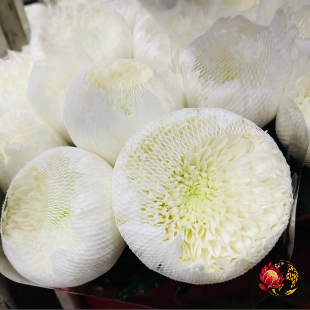 Wholesale White Stamp | Buy Fresh Cut Flowers in Bulk | Johannesburg