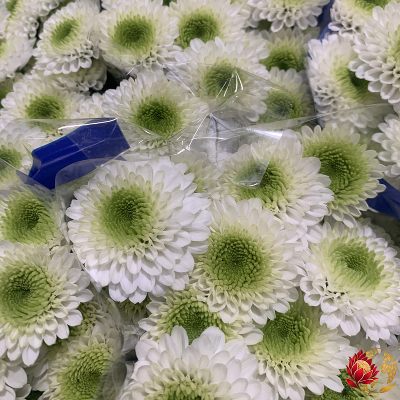 Wholesale White Circle Spray | Buy Fresh Cut Flowers in Bulk | Johannesburg