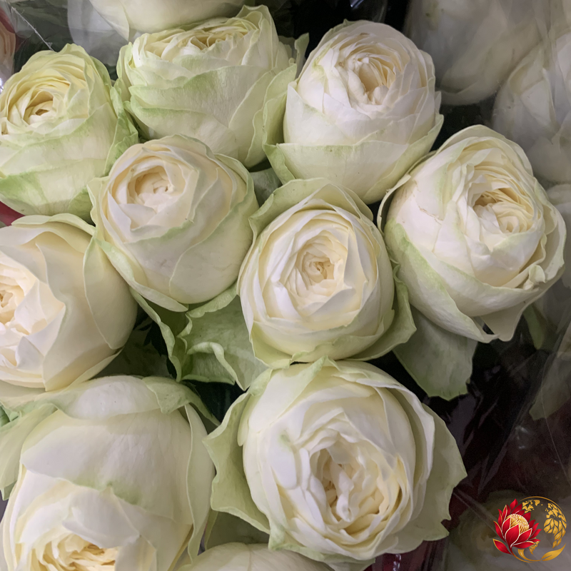 Wholesale White peony roses | Buy Fresh Cut Flowers in Bulk | Johannesburg