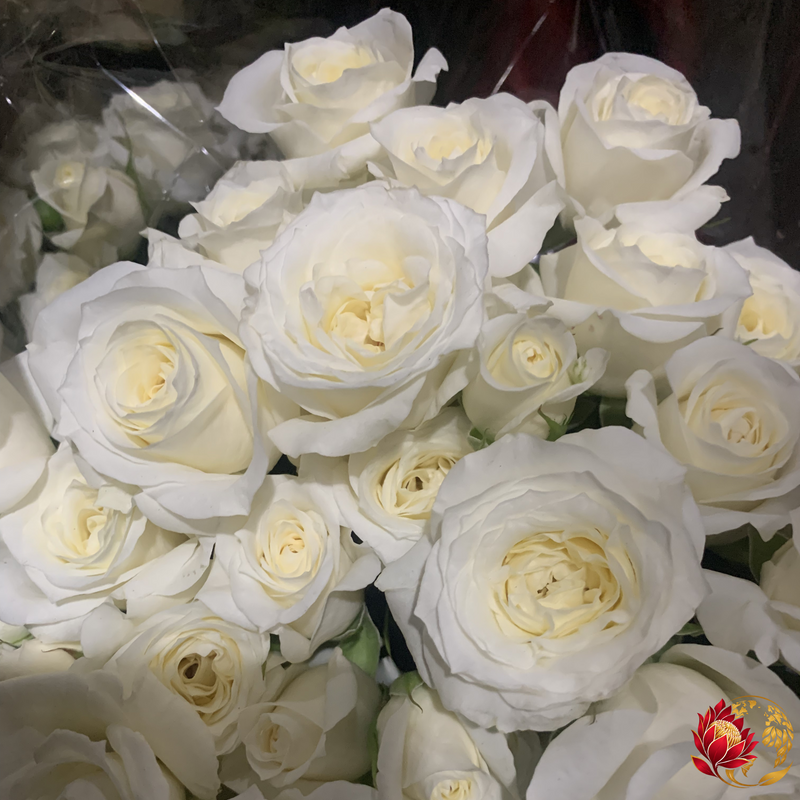 Wholesale White Roses | Buy Fresh Cut Roses in Bulk | Johannesburg