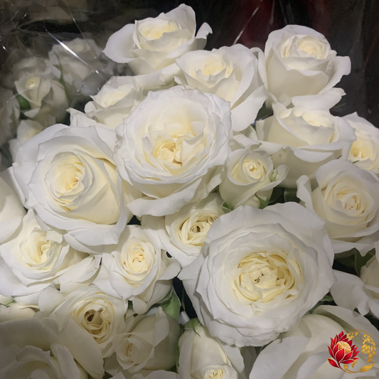 Wholesale White Roses | Buy Fresh Cut Roses in Bulk | Johannesburg