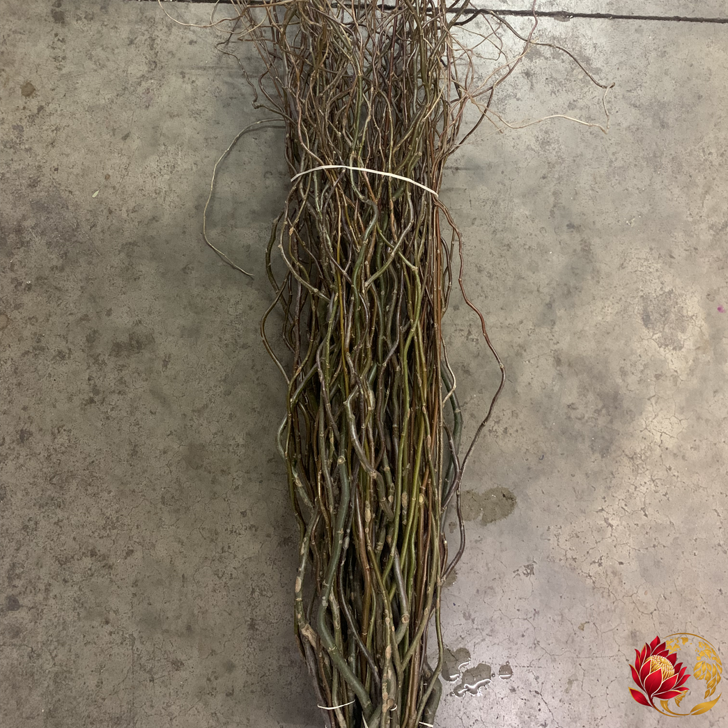 Wholesale Willow | Buy Fresh Cut Flowers in Bulk | Johannesburg
