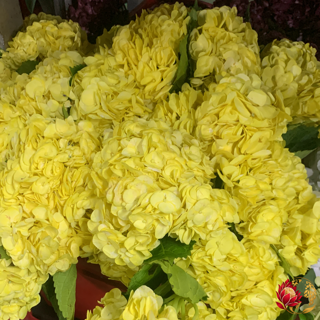 Wholesale Yellow Hydrangea | Buy Fresh Cut Flowers in Bulk | Johannesburg