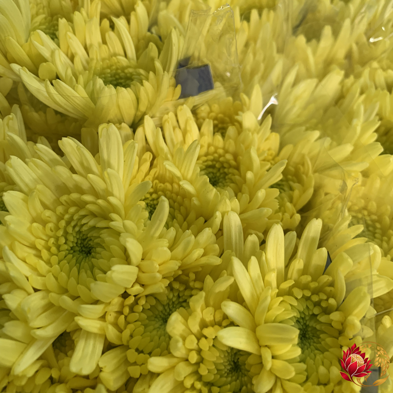 Wholesale Yellow Carlo Spray | Buy Fresh Cut Flowers in Bulk | Johannesburg