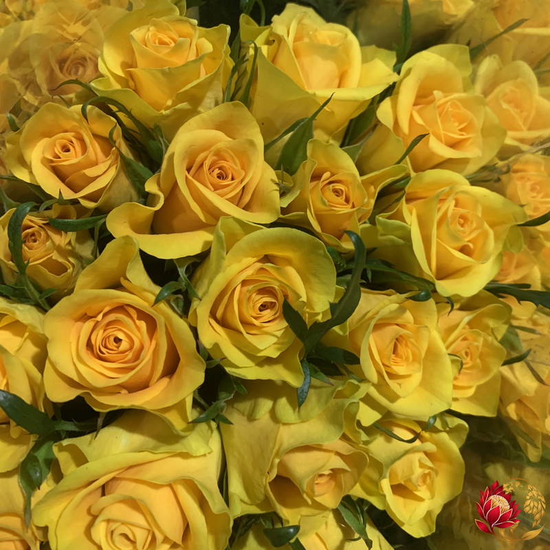 Wholesale Yellow Roses | Buy Fresh Cut Roses in Bulk | Johannesburg