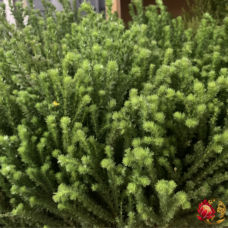 Wholesale Euryops | Buy Fresh Cut Flowers in Bulk | Johannesburg