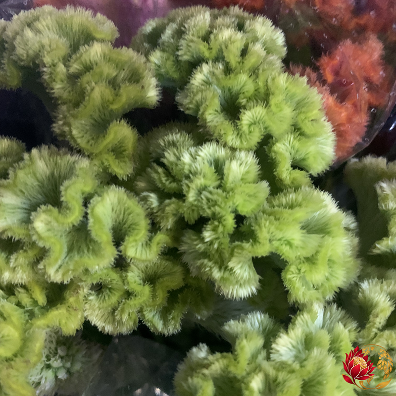 Wholesale Green Cristata | Buy Fresh Cut Flowers in Bulk | Johannesburg