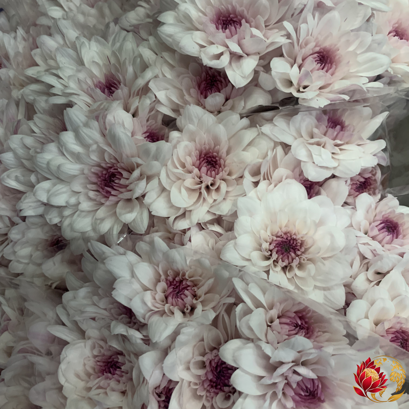 Wholesale Light Pink Spray | Buy Fresh Cut Flowers in Bulk | Johannesburg