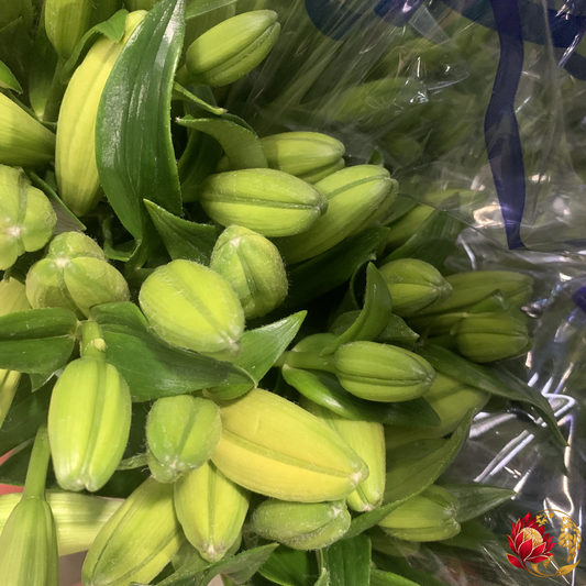 Lírios Brancos Asiflorum por Atacado | Comprar Flores Frescas a Granel | Joanesburgo