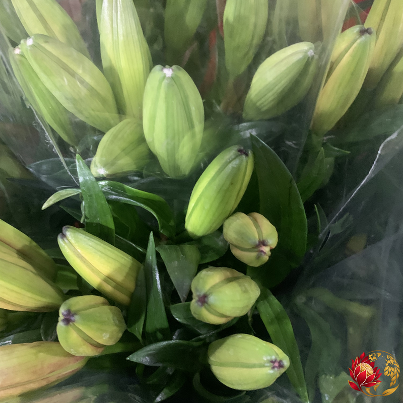 Lys Orientaux Blancs en Gros | Acheter des Fleurs Coupées Fraîches en Vrac | Johannesburg