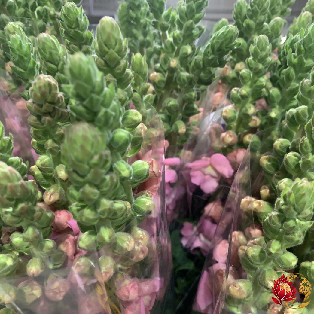 Wholesale Pink Snap Dragon | Buy Fresh Cut Flowers in Bulk | Johannesburg