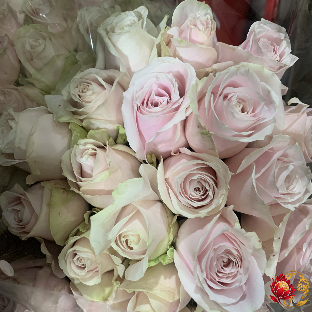 Wholesale Pink Dream Land Roses | Buy Fresh Cut Roses in Bulk | Johannesburg
