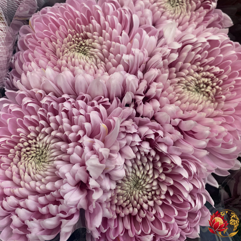 Wholesale Pink Spray | Buy Fresh Cut Flowers in Bulk | Johannesburg