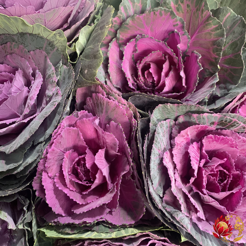 Wholesale Purple Kale | Buy Fresh Cut Flowers in Bulk | Johannesburg