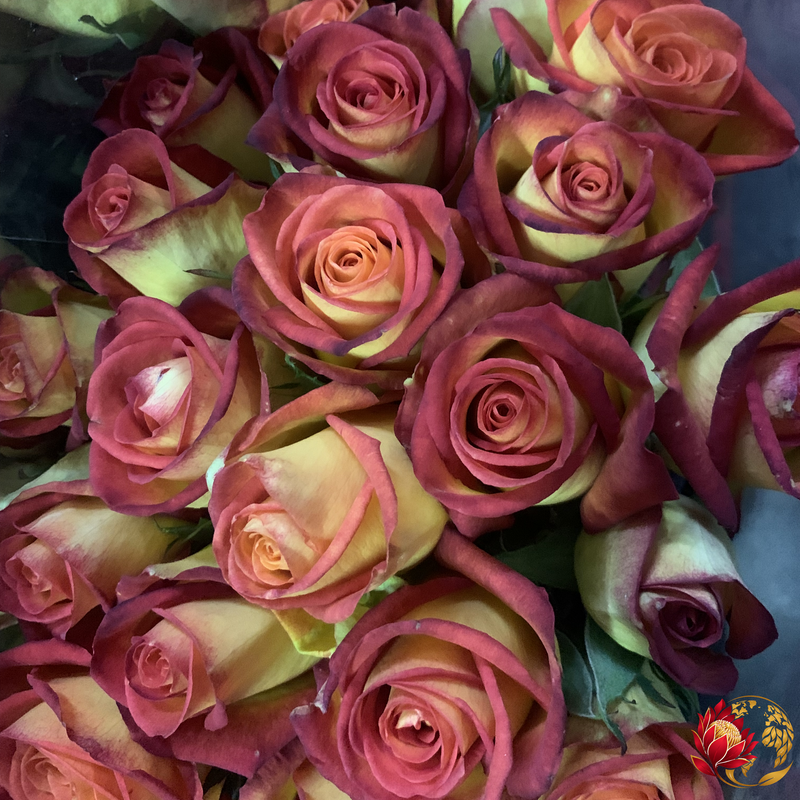 Wholesale Red Fire Roses | Buy Fresh Cut Roses in Bulk | Johannesburg