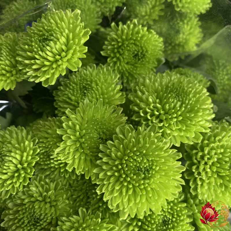 Wholesale Green Circle Spray | Buy Fresh Cut Flowers in Bulk | Johannesburg