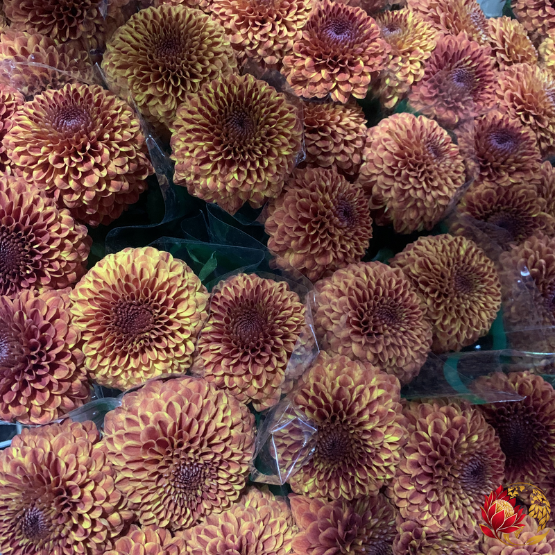 Wholesale Orange Circle Spray | Buy Fresh Cut Flowers in Bulk | Johannesburg