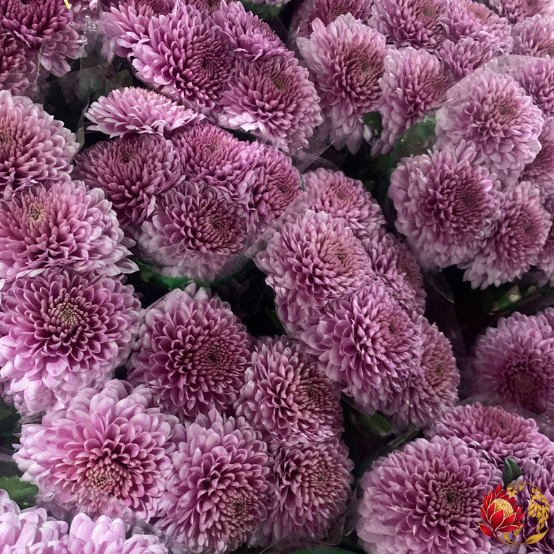 Wholesale Pink Circle Spray | Buy Fresh Cut Flowers in Bulk | Johannesburg