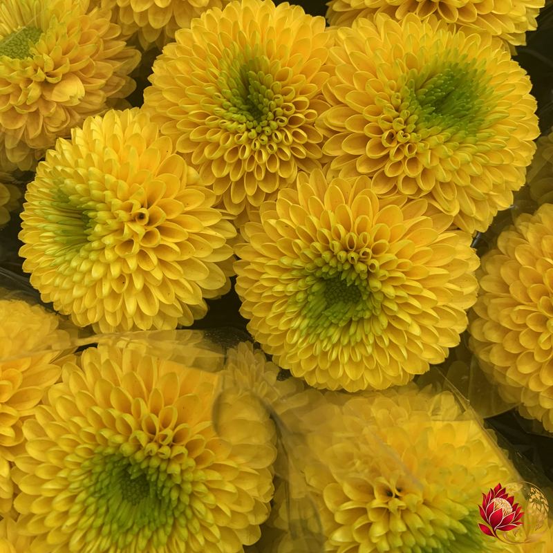 Wholesale Yellow Circle Spray | Buy Fresh Cut Flowers in Bulk | Johannesburg
