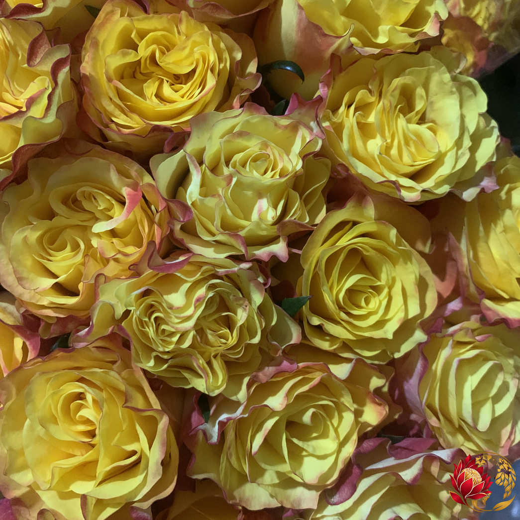Wholesale Sun Yellow Roses | Buy Fresh Cut Roses in Bulk | Johannesburg