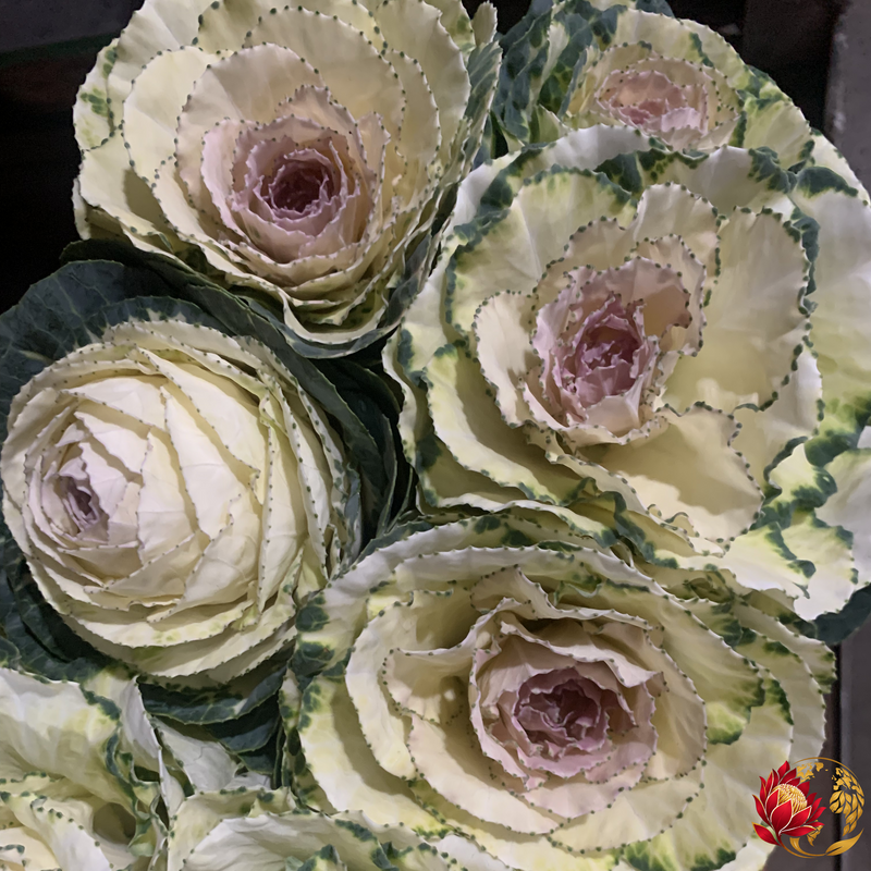 Wholesale White Kale | Buy Fresh Cut Flowers in Bulk | Johannesburg