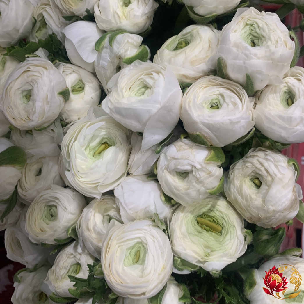Wholesale White Ranunculus | Buy Fresh Cut Flowers in Bulk | Johannesburg