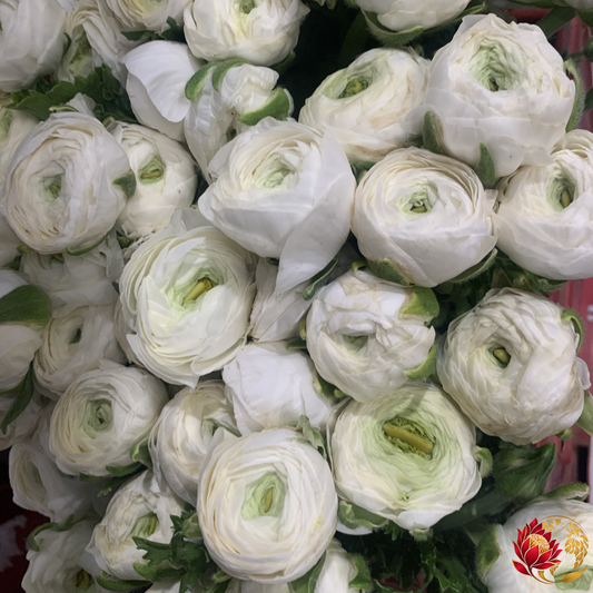 Ranúnculos Brancos por Grosso | Compre Flores Frescas em Massa | Joanesburgo