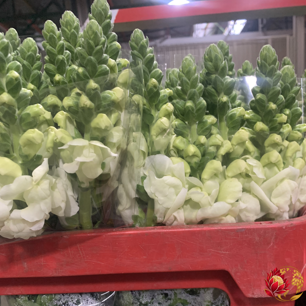 Wholesale White Snap Dragon | Buy Fresh Cut Flowers in Bulk | Johannesburg