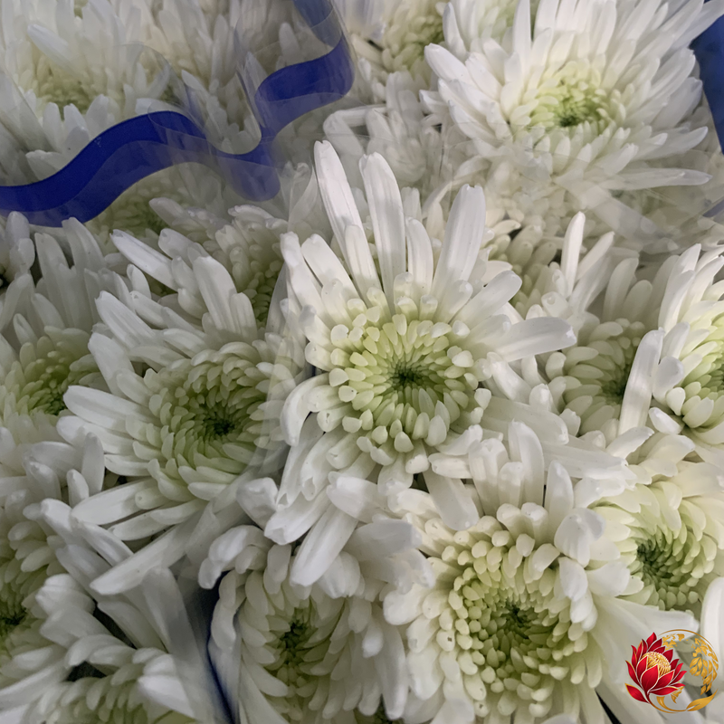 Spray de carole blanc en gros | Achetez des fleurs fraîches coupées en vrac | Johannesburg